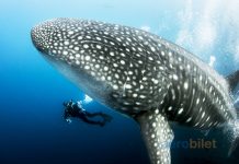 Ucuz uçak bileti ile dünyanın dört bir yanından en güzel 6 dalış noktası Dünyanın dört bir yanından en güzel 6 dalış noktası