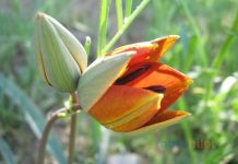 Manisa uçak bileti ile unutulmaz bir seyahat