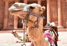 Petra uçak bileti ile gül renkli şehir Petra’yı keşif Petra uçak bileti ile gül renkli şehir Petra’yı keşif