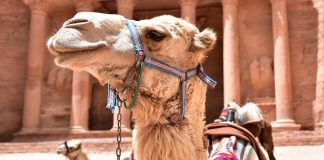 Petra uçak bileti ile gül renkli şehir Petra’yı keşif Petra uçak bileti ile gül renkli şehir Petra’yı keşif