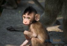 Kongo Demokratik Cumhuriyeti uçak bileti ile çeşitlilik cennetine yolculuk Kongo Demokratik Cumhuriyeti uçak bileti ile çeşitlilik cennetine yolculuk