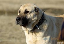 Sivas uçak bileti ile köklü bir tarihi keşfe çıkın Sivas uçak bileti ile köklü bir tarihi keşfe çıkın