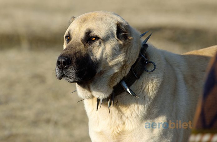 Sivas uçak bileti ile köklü bir tarihi keşfe çıkın