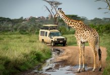 Tanzanya Uçak Bileti ile Macera Dolu Bir Tatil Tanzanya Uçak Bileti ile Macera Dolu Bir Tatil