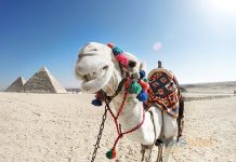 Mısır Uçak Bileti ile Mistik Topraklarda Büyüleyici Eserleri Yakından İnceleyin Mısır Uçak Bileti ile Mistik Topraklarda Büyüleyici Eserleri Yakından İnceleyin