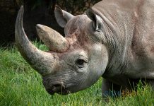 Bangui Uçak Bileti ile Afrika Kabileleri ve Vahşi Hayvanlar Arasına Yolculuk Edin Bangui Uçak Bileti ile Afrika Kabileleri ve Vahşi Hayvanlar Arasına Yolculuk Edin