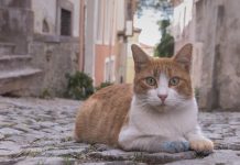 Balıkesir Uçak Bileti Alarak Zeytin ve Kaplıca Diyarı Balıkesir’i Keşfedin Balıkesir Uçak Bileti Alarak Zeytin ve Kaplıca Diyarı Balıkesir’i Keşfedin