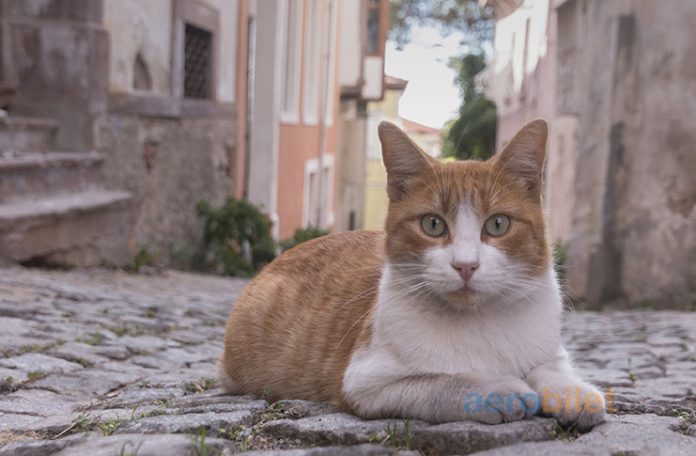 Balıkesir Uçak Bileti Alarak Zeytin ve Kaplıca Diyarı Balıkesir’i Keşfedin