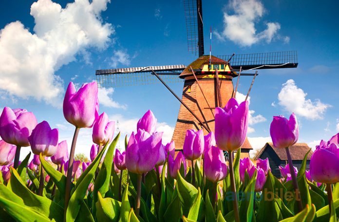 Hollanda Uçak Bileti Alarak Yel Değirmenleri ve Laleler Ülkesini Gezin
