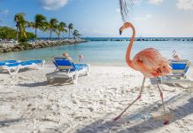 Aruba Uçak Bileti Alarak Tropik Güzelliklerin Tadını Çıkarın Aruba Uçak Bileti Alarak Tropik Güzelliklerin Tadını Çıkarın