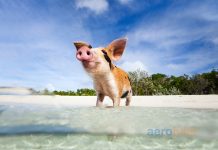 Bahamalar Uçak Bileti ile Beyaz Kumsalların Tadını Çıkarın Bahamalar uçak bileti ile beyaz kumsalların tadını çıkarın