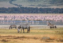 Nairobi Uçak Bileti Alarak Afrika Safarilerine Katılın Nairobi Uçak Bileti Alarak Afrika Safarilerine Katılın