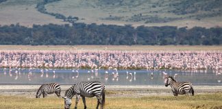 Nairobi Uçak Bileti Alarak Afrika Safarilerine Katılın Nairobi Uçak Bileti Alarak Afrika Safarilerine Katılın