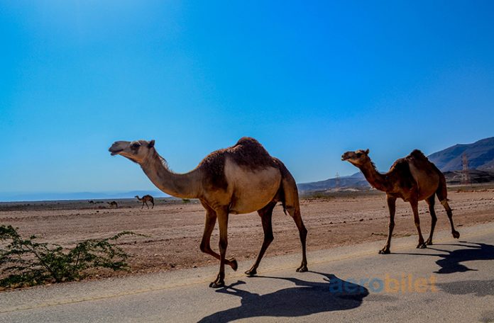 Aerobilet ile Arap Yarımadası Hazinelerini Keşfedin